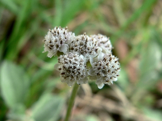 {Antennaria plantaginifolia}